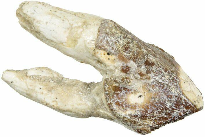 Fossil Primitive Whale (Pappocetus) Molar - Morocco #238041